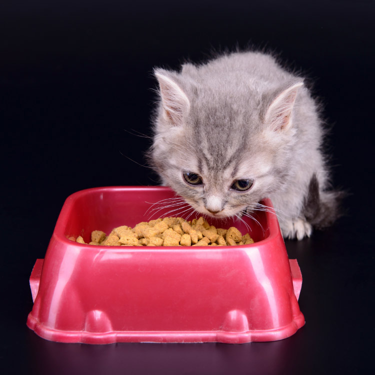 chaton avec gamelle de croquettes - supercroquettes